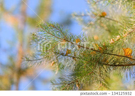 The Beautiful Sunshine Streaming on the Pine Branches Against a Clear Blue Sky Above 134125932