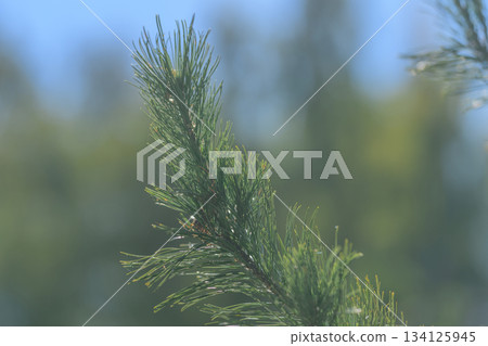 A closeup of a green pine needle branch showcases its intricate natural beauty and detail A closeup of a green pine needle branch showcases its intricate natural beauty and detail 134125945