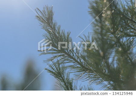 A CloseUp View of a Pine Branch Set Against a Clear Blue Sky, Highlighting Natures Beauty 134125946