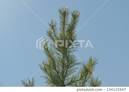 A Beautiful Pine Tree Branch Set Against a Clear and Vibrant Blue Sky Above the Landscape 134125947