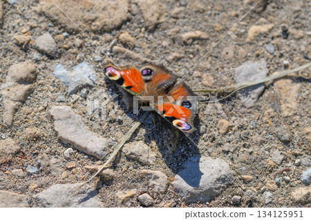 A Vibrant Butterfly resting on a Pebbled Ground, showcasing natures beauty and diversity A Vibrant Butterfly resting on a Pebbled Ground, showcasing natures beauty and diversity 134125951