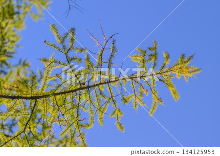 CloseUp View of a Beautiful Green Needle Like Pine Branch Set Against a Clear Blue Sky 134125953