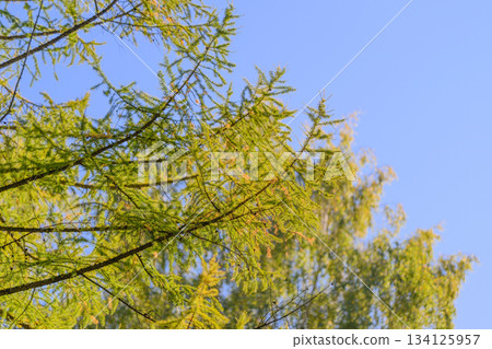 The vibrant green Needle shine against a stunning, expansive blue sky on this truly wonderful day The vibrant green Needle shine against a stunning, expansive blue sky on this truly wonderful day 134125957