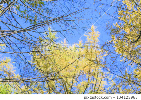Stunning, vibrant autumn Needle layered against a beautifully clear blue sky today Stunning, vibrant autumn Needle layered against a beautifully clear blue sky today 134125965