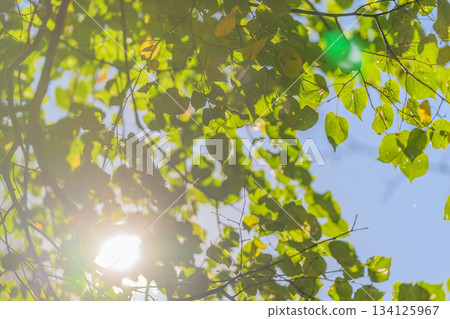 Sunlight Stream Filtering Gently Through Lush Green Leaves Beneath a Clear Beautiful Blue Sky 134125967