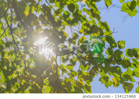Sunlight Gently Filtering Through Lush Green Leaves Against a Clear, Blue Sky Above 134125968