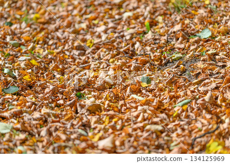 The Autumn Leaves Gently Covering the Ground in Beautiful and Vibrant Colors of Nature The Autumn Leaves Gently Covering the Ground in Beautiful and Vibrant Colors of Nature 134125969