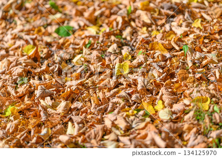 The Ground is Covered with Colorful Autumn Leaves in Vibrant Hues of Red and Gold The Ground is Covered with Colorful Autumn Leaves in Vibrant Hues of Red and Gold 134125970