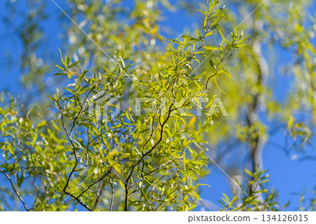 Lush green leaves beautifully contrasting against a clear azure blue sky during summer days Lush green leaves beautifully contrasting against a clear azure blue sky during summer days 134126015