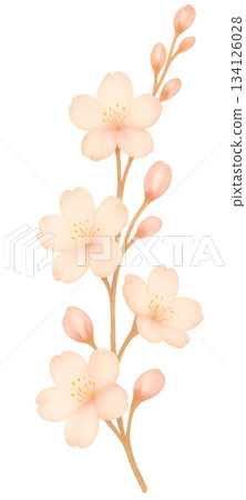 Spring vertical element depicting delicate cherry blossom branches and buds, elegant spring decoration with soft-colored cherry blossoms blooming, buds at the ends of the branches 134126028