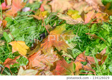 Colorful autumn leaves on lush green grass create a peaceful and serene scenery 134126029