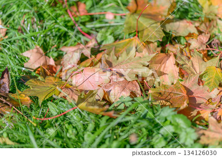 The vibrant and colorful autumn leaves lay beautifully scattered on the lush green grass The vibrant and colorful autumn leaves lay beautifully scattered on the lush green grass 134126030