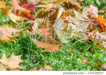 Colorful Autumn leaves scattered on the grass create a vibrant, serene landscape in the park Colorful Autumn leaves scattered on the grass create a vibrant, serene landscape in the park 134126037