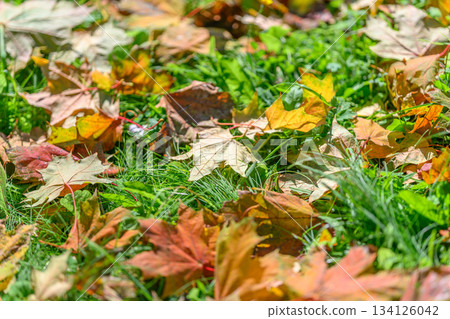 The Vibrant Autumn Leaves Scatter Across the Lush Green Grass, Creating a Picturesque Scene The Vibrant Autumn Leaves Scatter Across the Lush Green Grass, Creating a Picturesque Scene 134126042
