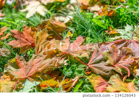 Autumn Leaves on Grass A Beautiful and Colorful Fall Scene That Captures Natures Colors 134126043