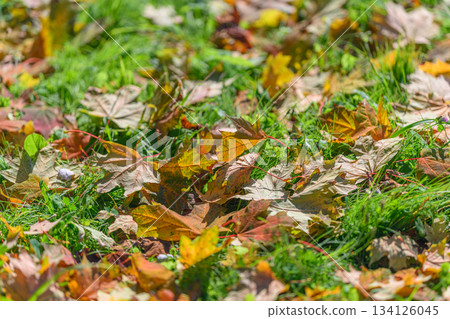 Colorful Autumn Leaves Scattered on Green Grass in a Beautiful and Vibrant Outdoor Setting 134126045