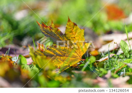 The Stunningly Beautiful Autumn Leaves Spread Across the Lush Green Grass Under the Warm Sunlight The Stunningly Beautiful Autumn Leaves Spread Across the Lush Green Grass Under the Warm Sunlight 134126054