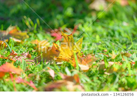 The vibrant and colorful autumn leaves beautifully contrast against the lush green grass ground 134126056