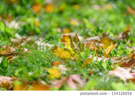 The beauty of autumn leaves scattered across vibrant green grass creates a picturesque view The beauty of autumn leaves scattered across vibrant green grass creates a picturesque view 134126058