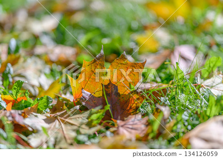 The Vibrant Autumn Leaves Gracefully Fall on the Grassy Ground Below, Creating a Stunning View The Vibrant Autumn Leaves Gracefully Fall on the Grassy Ground Below, Creating a Stunning View 134126059