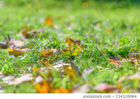 The Beautiful Scene of Autumn Leaves Gracefully Falling onto the Lush Green Grass Below 134126064