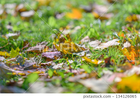 Colorful Fallen Leaves Gracefully Scattered on Lush, Green Grass During the Beautiful Autumn Season 134126065