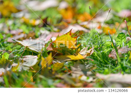 The Colorful Autumn Leaves Gracefully Resting on a Fresh, Lush Green Lawn Beneath the Sky 134126066