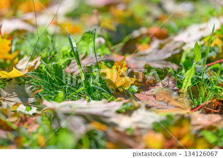 Colorful Autumn Leaves Gently Resting on the Fresh and Lush Green Grass Below Them Colorful Autumn Leaves Gently Resting on the Fresh and Lush Green Grass Below Them 134126067