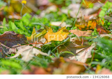 Beautiful Autumn Leaves Scatter Across the Ground Within a Lush Green Environment Beautiful Autumn Leaves Scatter Across the Ground Within a Lush Green Environment 134126068