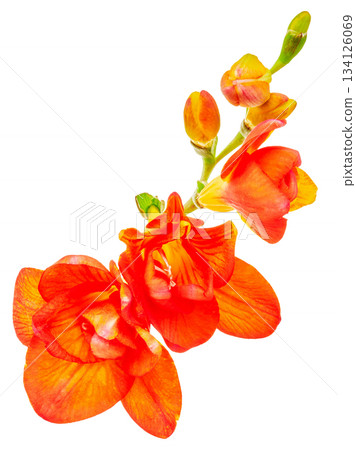 Orange freesia flower white background Orange freesia flower white background 134126069