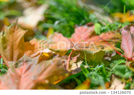 Beautiful and Colorful Autumn Leaves Gracefully Resting on the Soft Grass Below, Radiating Life Beautiful and Colorful Autumn Leaves Gracefully Resting on the Soft Grass Below, Radiating Life 134126070