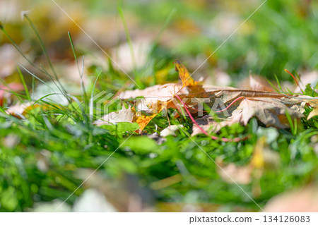 Beautiful Autumn Leaves Scattered on Green Grass Depicted in Soft Focus and Bokeh Effects Beautiful Autumn Leaves Scattered on Green Grass Depicted in Soft Focus and Bokeh Effects 134126083