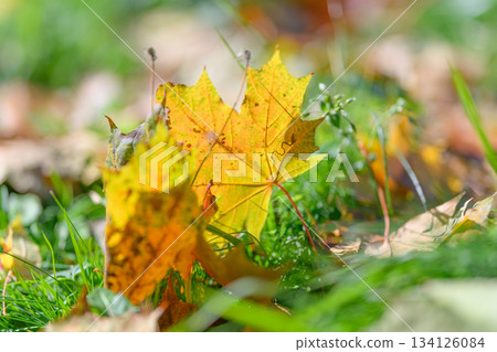 The Beautiful Autumn Leaves that Lie on the Ground Gleaming in the Warm, Golden Sunlight The Beautiful Autumn Leaves that Lie on the Ground Gleaming in the Warm, Golden Sunlight 134126084