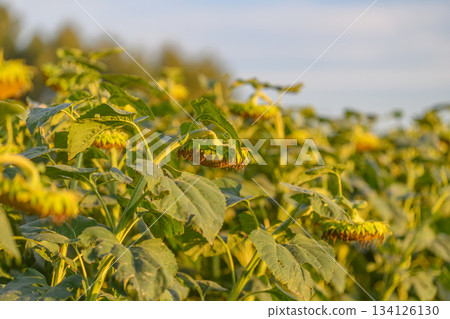 A Stunning Sunflower Field Bathed in Golden Light at Sunset A Truly Breathtaking Landscape A Stunning Sunflower Field Bathed in Golden Light at Sunset A Truly Breathtaking Landscape 134126130