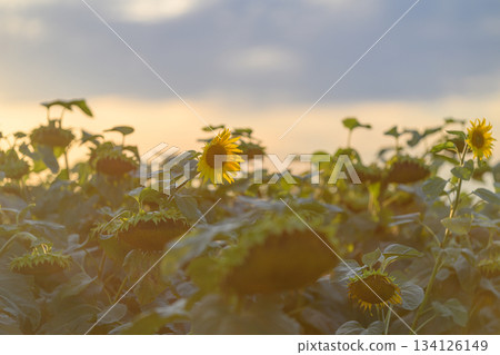 A Beautiful Sunflower Field Bathed in Dusk Light, Creating a Magical Natural Scene A Beautiful Sunflower Field Bathed in Dusk Light, Creating a Magical Natural Scene 134126149
