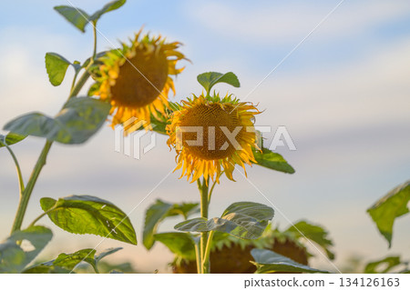 The Bright and Vibrant Sunflowers Are Blossoming Beautifully Against a Clear Blue Sky on a Sunny Day 134126163