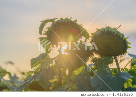 The Beautiful Sunlight Shining Behind Sunflowers at Dusk in a Peaceful Outdoor Scene The Beautiful Sunlight Shining Behind Sunflowers at Dusk in a Peaceful Outdoor Scene 134126180