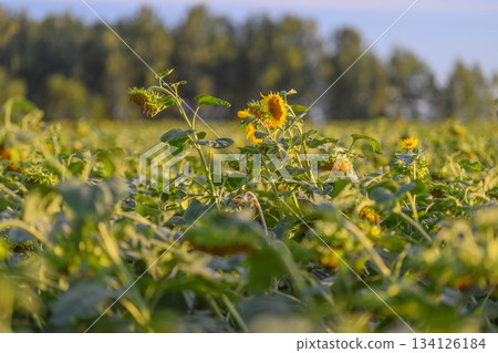A Vibrant and Beautiful Sunflower Field Flourishing Under a Clear, Bright Blue Sky A Vibrant and Beautiful Sunflower Field Flourishing Under a Clear, Bright Blue Sky 134126184