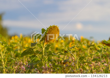 A Vibrant and Lush Sunflower Field Spreading Out Beneath a Beautiful and Clear Blue Sky A Vibrant and Lush Sunflower Field Spreading Out Beneath a Beautiful and Clear Blue Sky 134126213