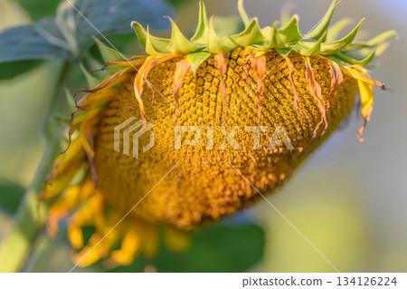 A Beautiful Golden Sunflower Head that is Full of Ripened Seeds Ready for Harvesting 134126224
