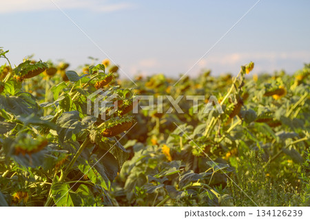 A stunning and vibrant sunflower field stretches out beautifully under a clear blue sky A stunning and vibrant sunflower field stretches out beautifully under a clear blue sky 134126239