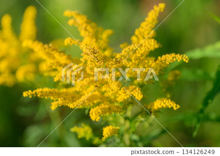 A Vibrant Yellow Wildflower Blooms Beautifully Amidst the Natural Surroundings of Nature 134126249