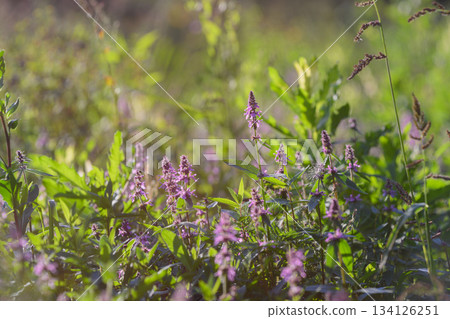The Beautiful and Vibrant Wildflowers Are Flourishing Under the Gentle Touch of Warm Sunlight 134126251
