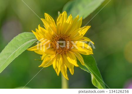 A Beautiful and Vibrant Sunflower Blooms Gracefully Amidst the Lush Greenery Surrounding It A Beautiful and Vibrant Sunflower Blooms Gracefully Amidst the Lush Greenery Surrounding It 134126256