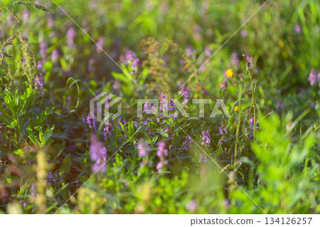 Vibrant Wildflowers Blooming in a Lush, Green Field Full of Life and Natural Beauty Vibrant Wildflowers Blooming in a Lush, Green Field Full of Life and Natural Beauty 134126257