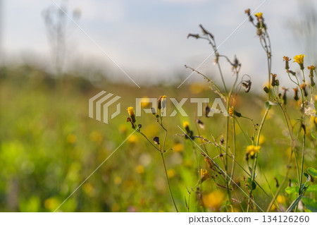 Vibrant wildflowers are flourishing beautifully in a picturesque outdoor setting Vibrant wildflowers are flourishing beautifully in a picturesque outdoor setting 134126260