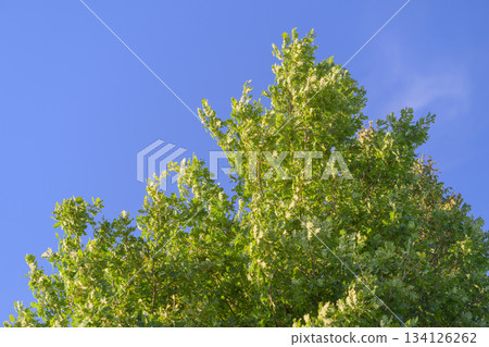 A Vibrant Tree Canopy Flourishing Under a Clear and Bright Blue Sky Creating a Perfect View A Vibrant Tree Canopy Flourishing Under a Clear and Bright Blue Sky Creating a Perfect View 134126262