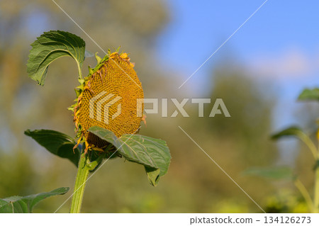 A Solitary Sunflower is Joyfully Reaching for the Expansive Sky Above It, Radiating Beauty 134126273