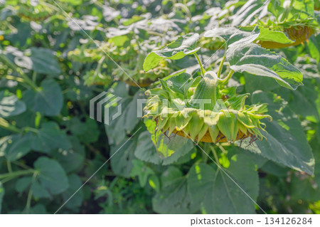 A Sunflower Blossom Standing Tall in a Beautiful Field of Lush Greenery and Plants 134126284
