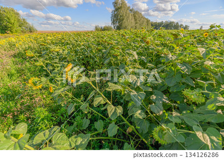 A Beautiful and Vibrant Field of Bright Yellow Sunflowers Extending Under a Clear Bright Blue Sky A Beautiful and Vibrant Field of Bright Yellow Sunflowers Extending Under a Clear Bright Blue Sky 134126286